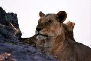 Lioness Moremi