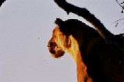Lioness Moremi