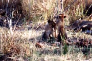 Lion Cubs Moremi