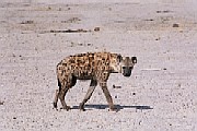 Spotted Hyena, Moremi