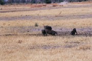 Warthog