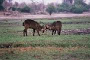Waterbuck
