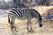 Burchell's Zebra