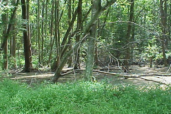 wicksright.jpg (100376 bytes)