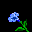9.26 KB,
This GIF file was assembled with 
GIF Construction Set from:

Alchemy Mindworks Inc.
P.O. Box 500
Beeton, Ontario
L0G 1A0
CANADA.