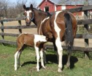 Mare & Foal