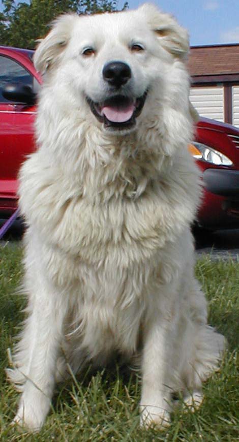 Mollie