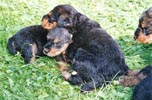 Les chiots