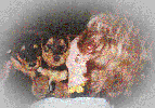 chiots de Lubie et Orus