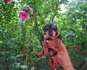 Chiot