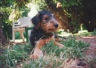 grand chiot