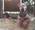 Orus et un chiot