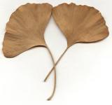 ginkgo biloba