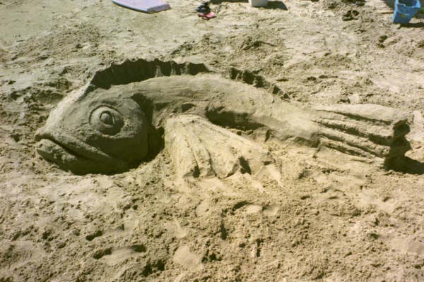 sand fish