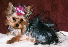 Bad Hair Day