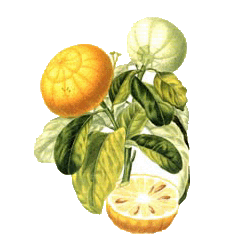bergamote