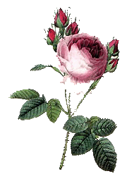 bois de rose