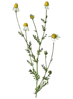 camomille romaine