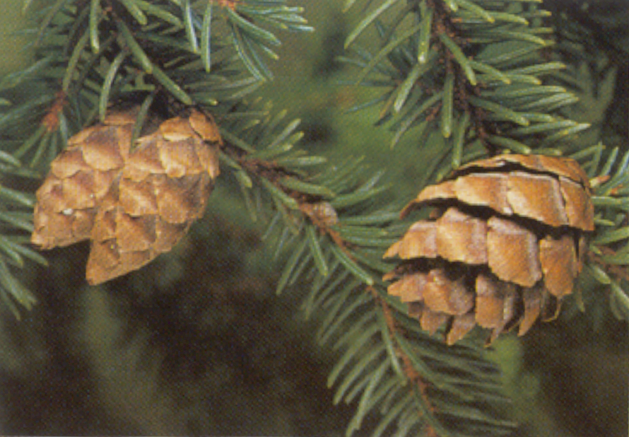 �pinette noire