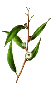 eucalyptus citronn�