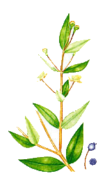 myrte � linalol