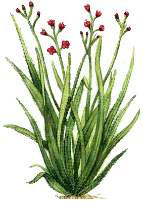 palmarosa