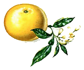 pamplemousse