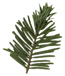 sapin baumier