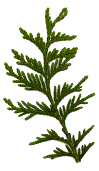 thuya occidental