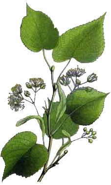 tilleul d'Am�rique