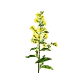 verge d'or