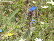 Anchusa