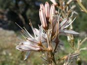 Asphodelus