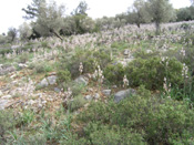 Asphodels