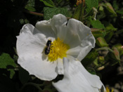 Bee on cistus