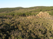 Pine forest