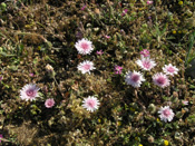 Daisy