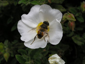 Fly