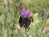 Honey bee