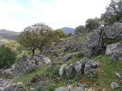Oak forest