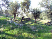 Olive grove