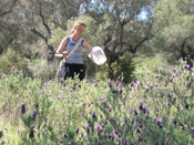 Lavender