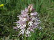 Orchis italica