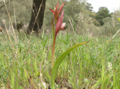 Serapias
