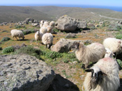 Sheep