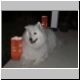 GhostDog.JPG