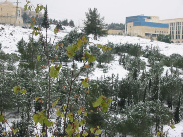 snow_0267.jpg (80392 bytes)