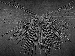 Incan quipu