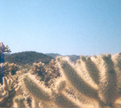 Cholla Garden, Joshua Tree 
National Park