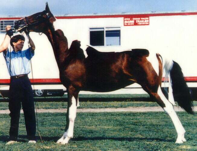 National Show Horse and Pinto mare